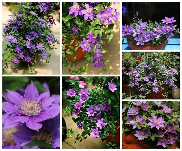 超級耐寒！這些花卉北方的冬天也凍不死