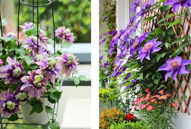 冬季室外最耐寒的15種花卉_冬季室外耐寒的花卉有哪些_花卉耐寒區