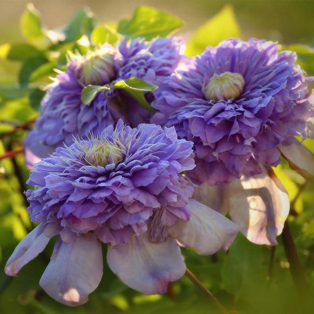 花卉耐寒區_冬季室外耐寒的花卉有哪些_冬季室外最耐寒的15種花卉