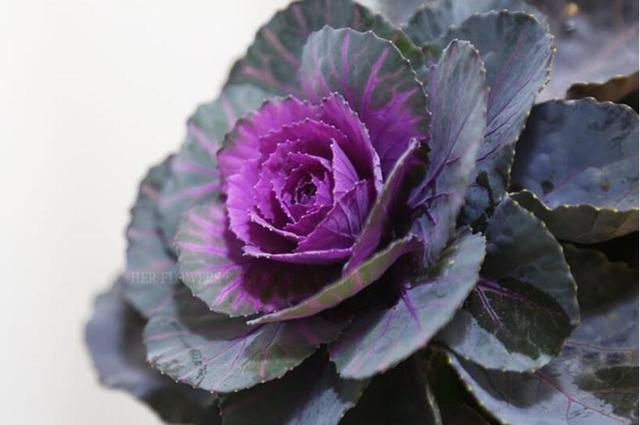 花卉耐寒區_冬季室外耐寒的花卉有哪些_冬季室外最耐寒的15種花卉