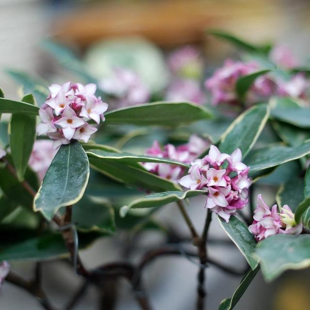 冬季室外最耐寒的15種花卉_花卉耐寒區_冬季室外耐寒的花卉有哪些