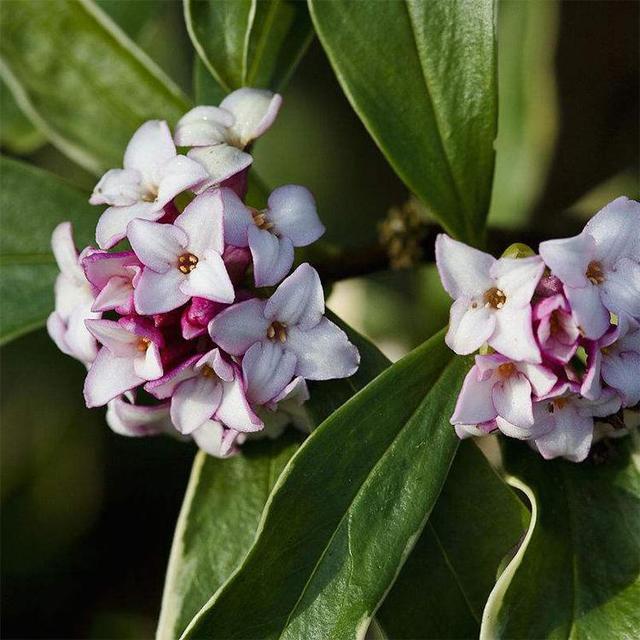 冬季室外最耐寒的15種花卉_花卉耐寒區_冬季室外耐寒的花卉有哪些