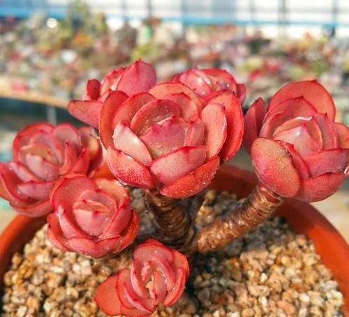 最漂亮的多肉花卉_花卉漂亮多肉怎么養_花卉漂亮多肉圖片