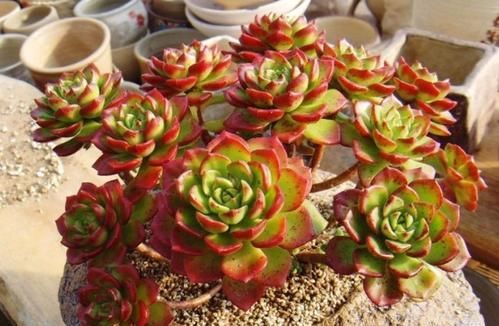 最漂亮的多肉花卉_花卉漂亮多肉圖片_花卉漂亮多肉怎么養