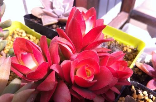 花卉漂亮多肉圖片_最漂亮的多肉花卉_花卉漂亮多肉怎么養