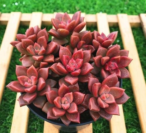 花卉漂亮多肉怎么養_最漂亮的多肉花卉_花卉漂亮多肉圖片