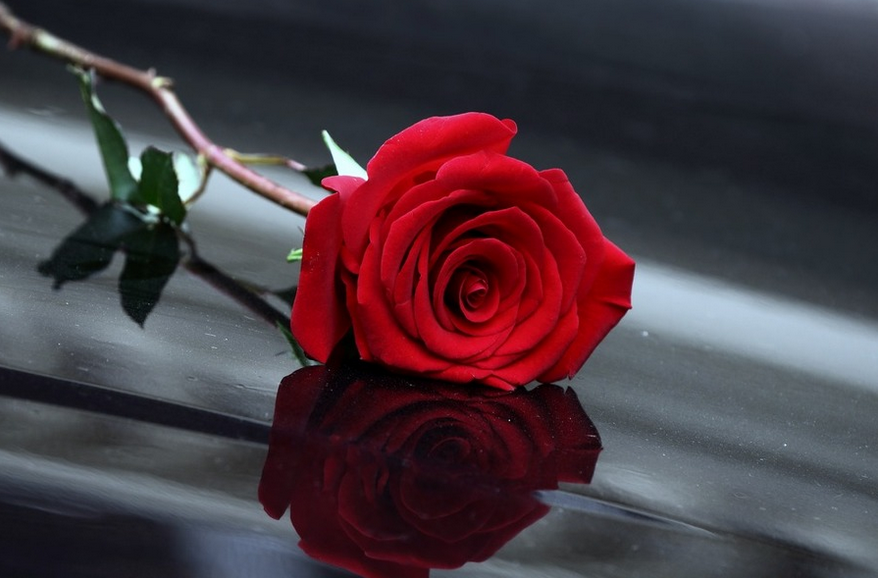 表白一般送幾朵玫瑰花_送表白玫瑰花一般送幾朵_表白送玫瑰花要對對方說什么話