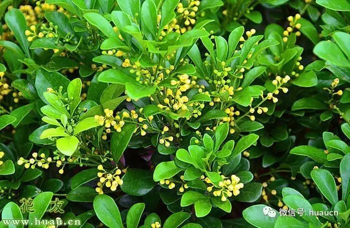 養花用什么肥料最好_怎樣養花_養花大棚圖片