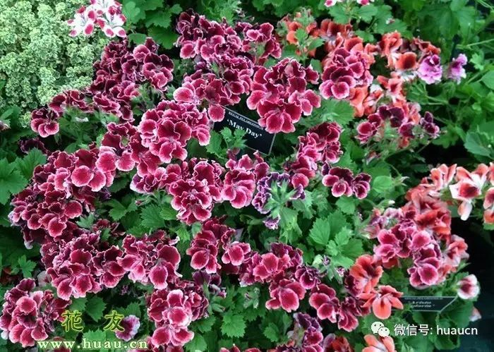 養花大棚圖片_養花用什么肥料最好_怎樣養花