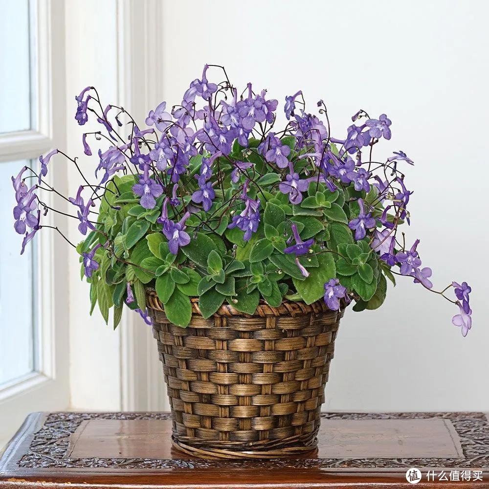 能養“北陽臺”的7種“耐陰花”，哪怕光照少，也能開滿花