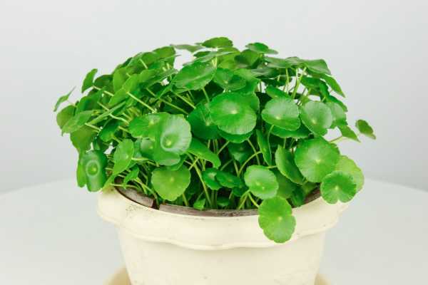 冬天銅錢草的養護_冬天銅錢草怎么過冬_冬天銅錢草怕冷嗎