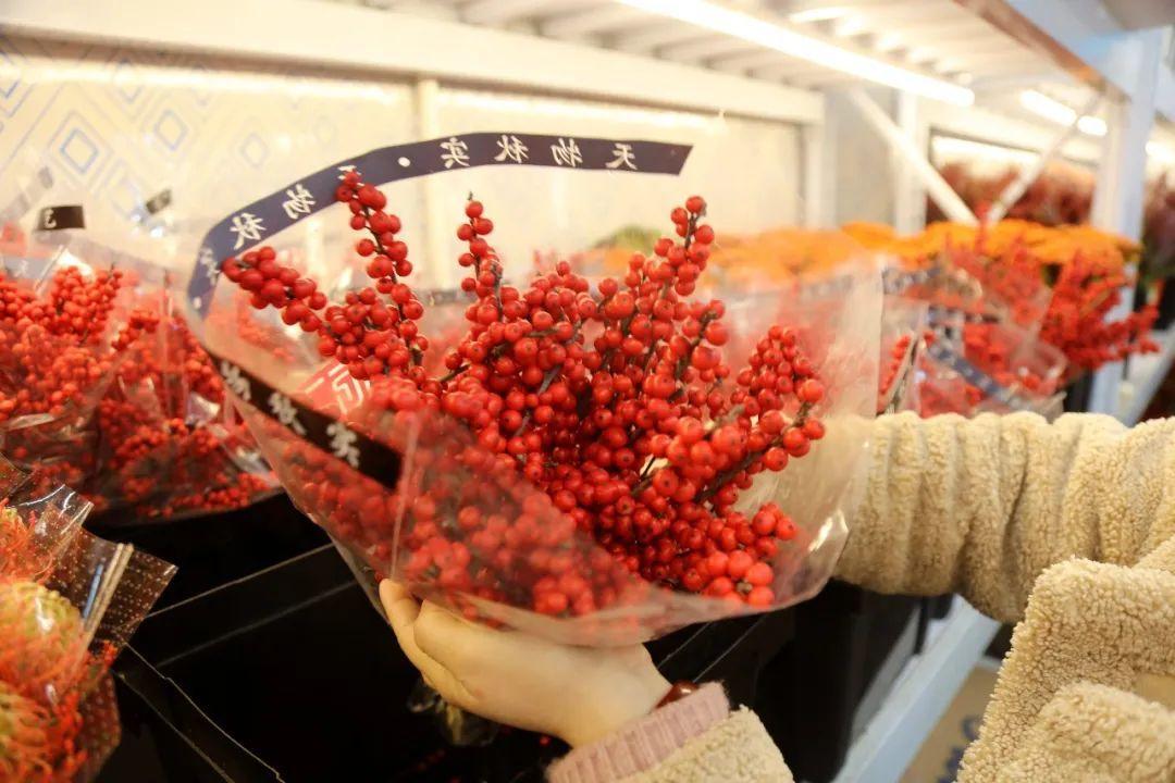 花卉綠植批發市場多少錢_綠植花卉批發市場_花卉批發綠植市場在哪里