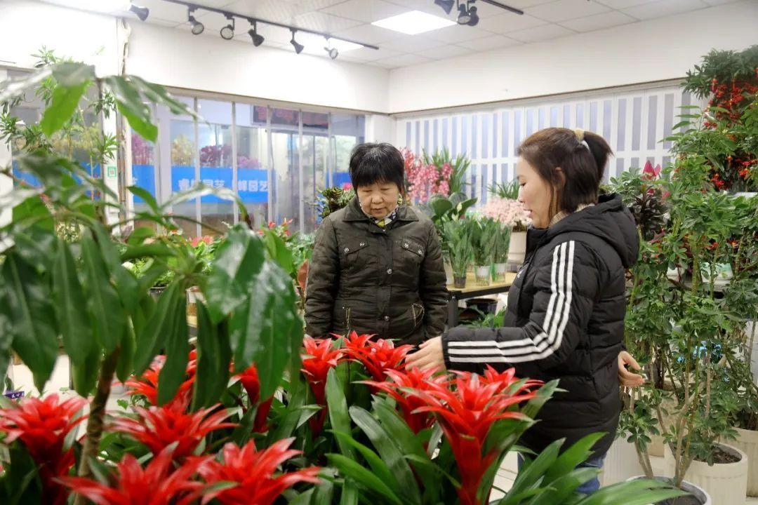 花卉批發綠植市場在哪里_綠植花卉批發市場_花卉綠植批發市場多少錢