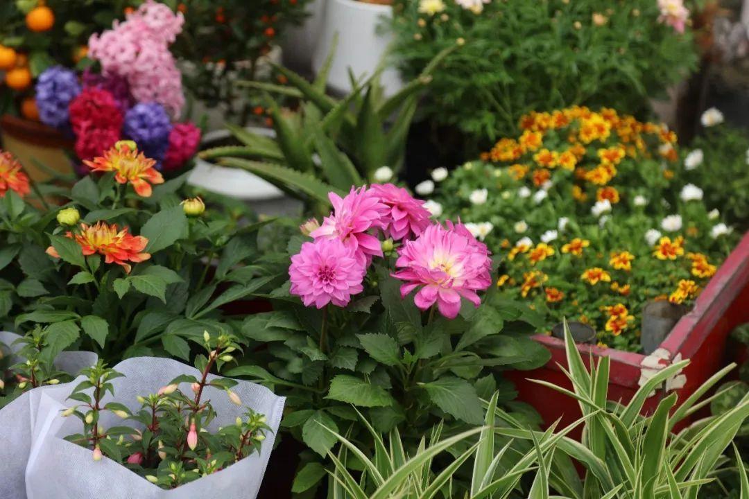花卉綠植批發市場多少錢_綠植花卉批發市場_花卉批發綠植市場在哪里