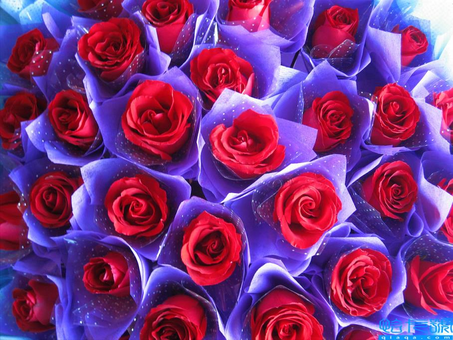 <strong>玫瑰花的寓意和花語(yǔ)(數(shù)量不同的玫瑰花含義不同)</strong>