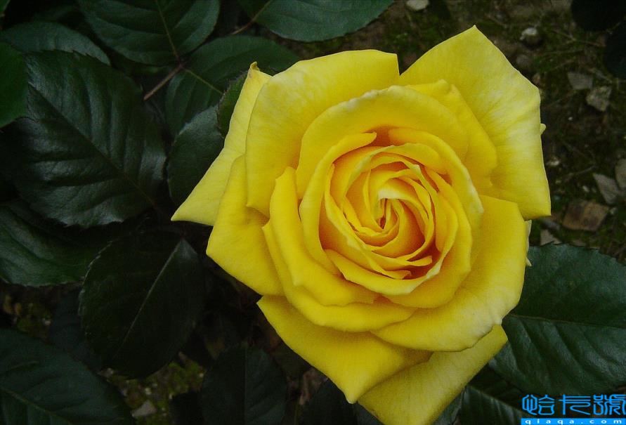 送粉紅色的玫瑰花代表什么_送玫瑰粉紅色花代表什么含義_送粉色玫瑰代表啥