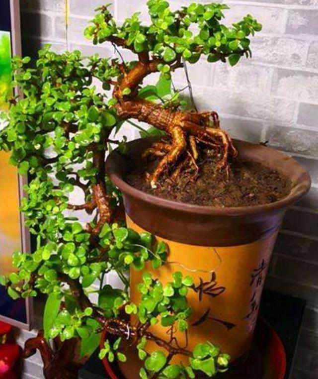 公認的“16種養人花”，適合養在家里，不僅凈化能力強，還寓意好