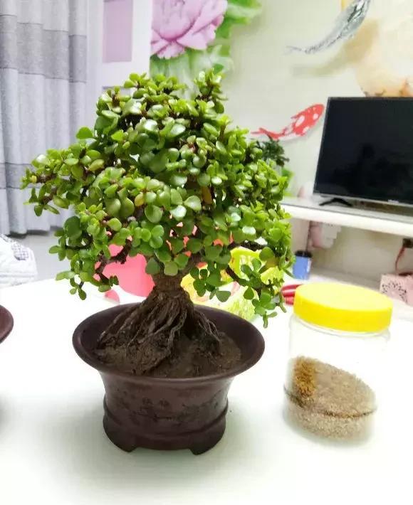 家里盆栽養什么植物好_盆栽植物好養室內_家養的盆栽植物