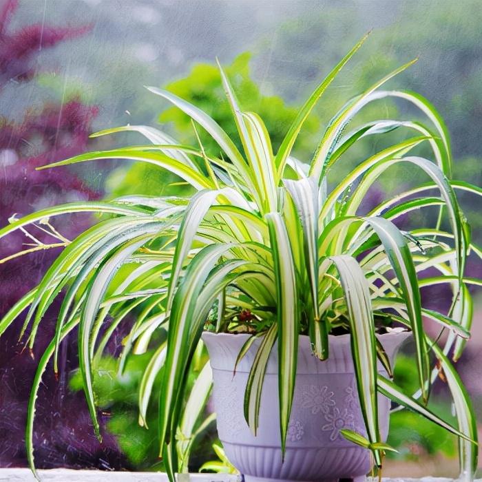家養的盆栽植物_家里盆栽養什么植物好_盆栽植物好養室內