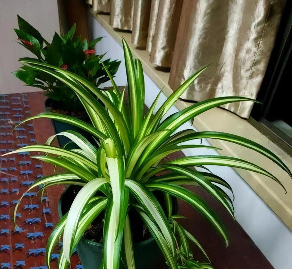 家養的盆栽植物_盆栽植物好養室內_家里盆栽養什么植物好