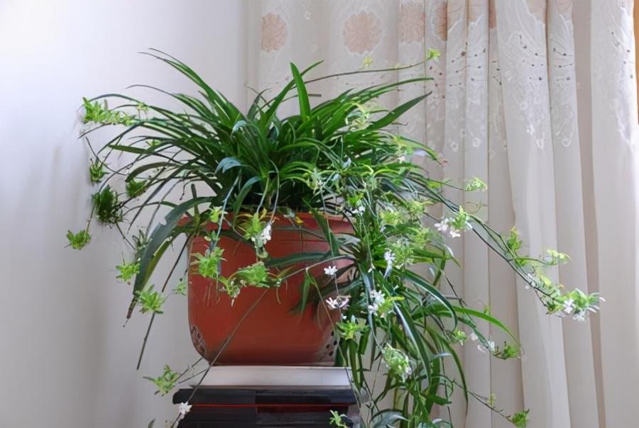 家養的盆栽植物_盆栽植物好養室內_家里盆栽養什么植物好