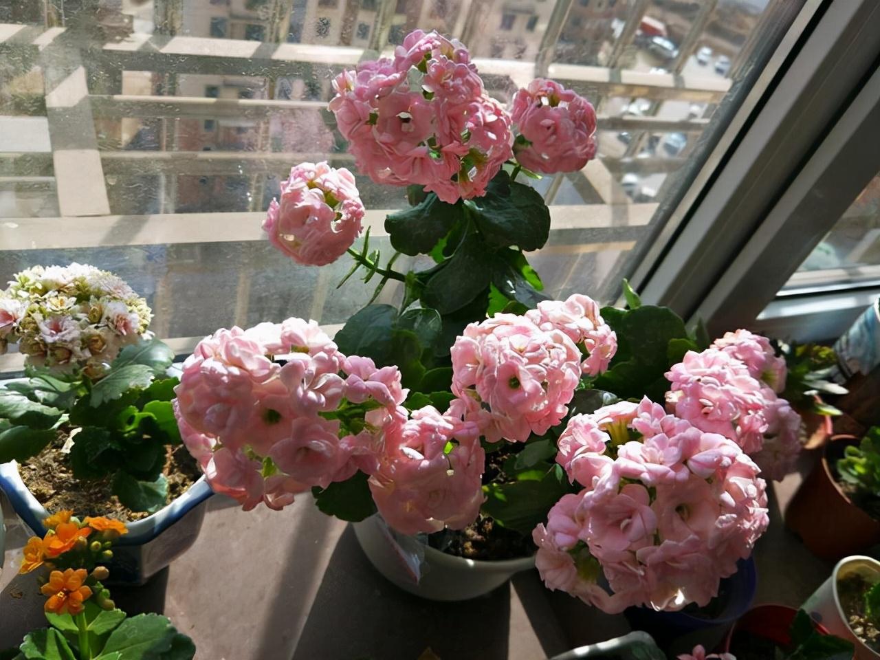 盆栽植物好養室內_家養的盆栽植物_家里盆栽養什么植物好