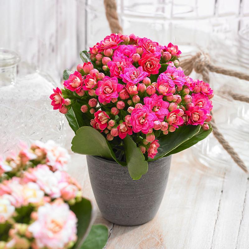 盆栽植物好養室內_家養的盆栽植物_家里盆栽養什么植物好