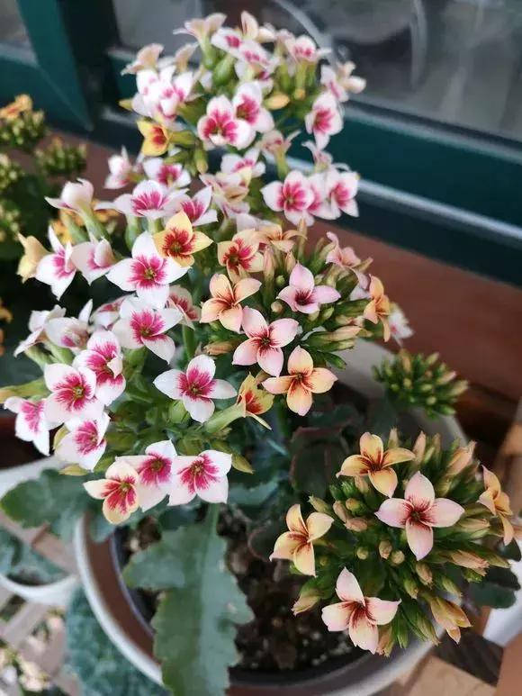 盆栽植物好養室內_家里盆栽養什么植物好_家養的盆栽植物