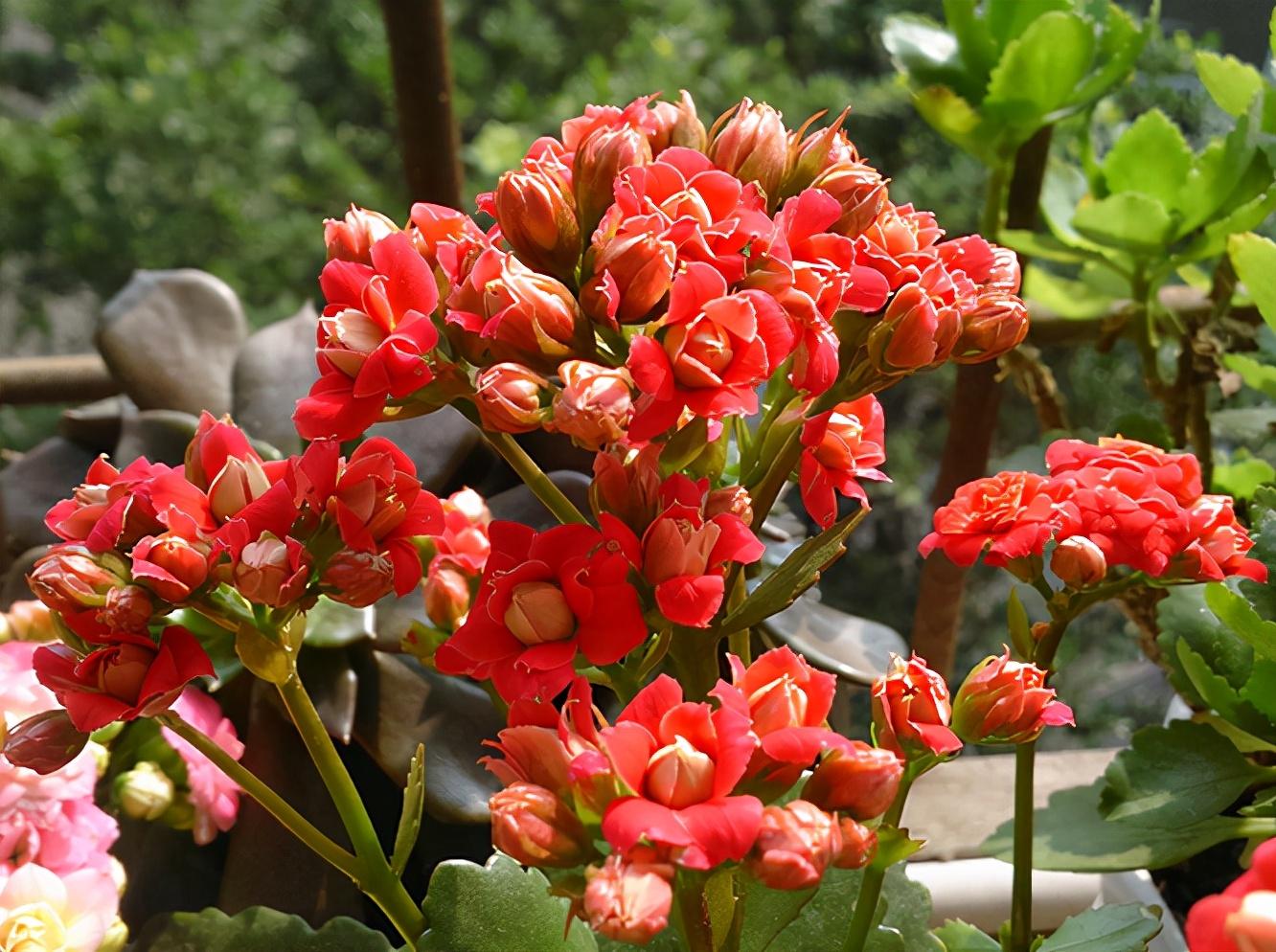 家里盆栽養什么植物好_盆栽植物好養室內_家養的盆栽植物