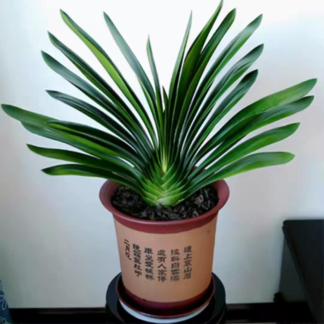 盆栽植物好養室內_家里盆栽養什么植物好_家養的盆栽植物