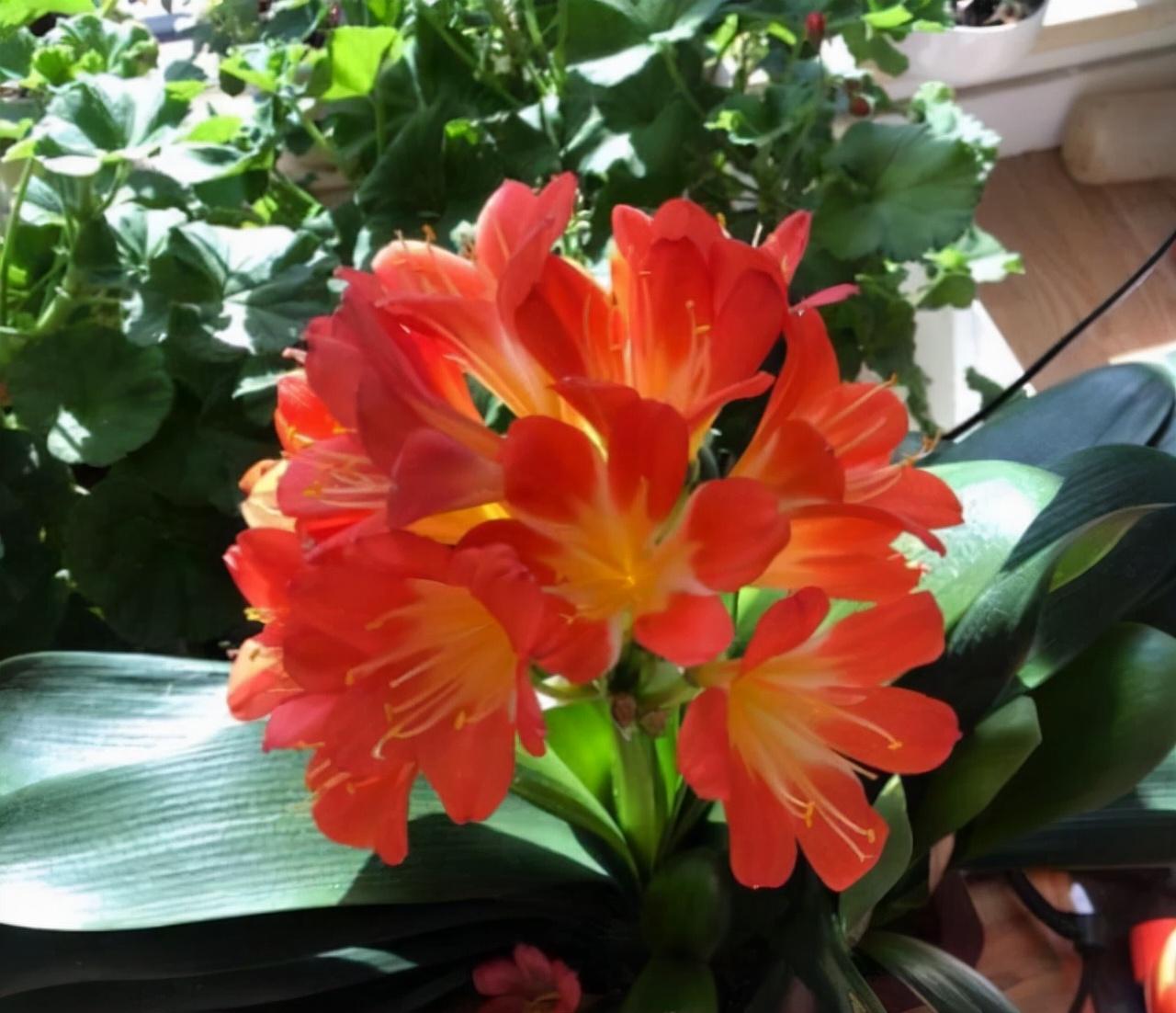 家養的盆栽植物_盆栽植物好養室內_家里盆栽養什么植物好