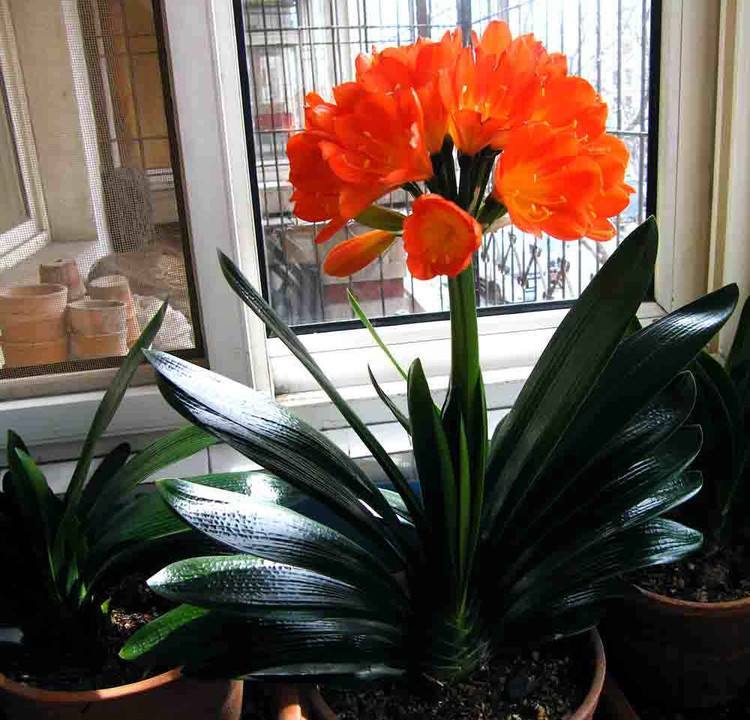 家里盆栽養什么植物好_盆栽植物好養室內_家養的盆栽植物