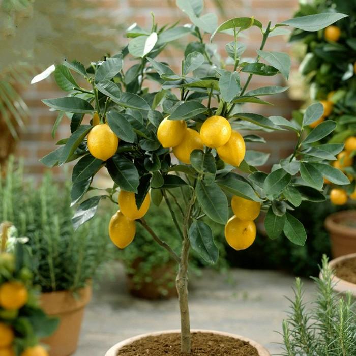 盆栽植物好養室內_家養的盆栽植物_家里盆栽養什么植物好