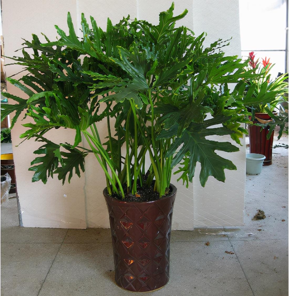 家里盆栽養什么植物好_盆栽植物好養室內_家養的盆栽植物