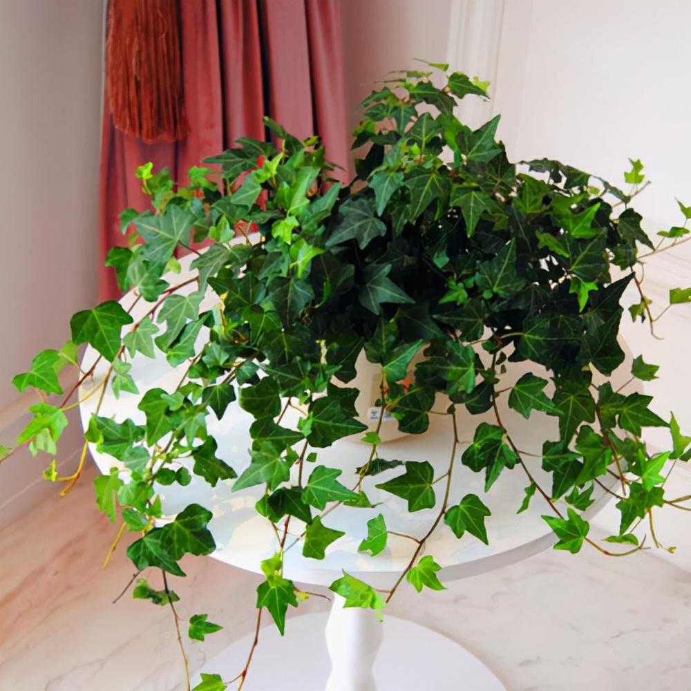 家養的盆栽植物_家里盆栽養什么植物好_盆栽植物好養室內