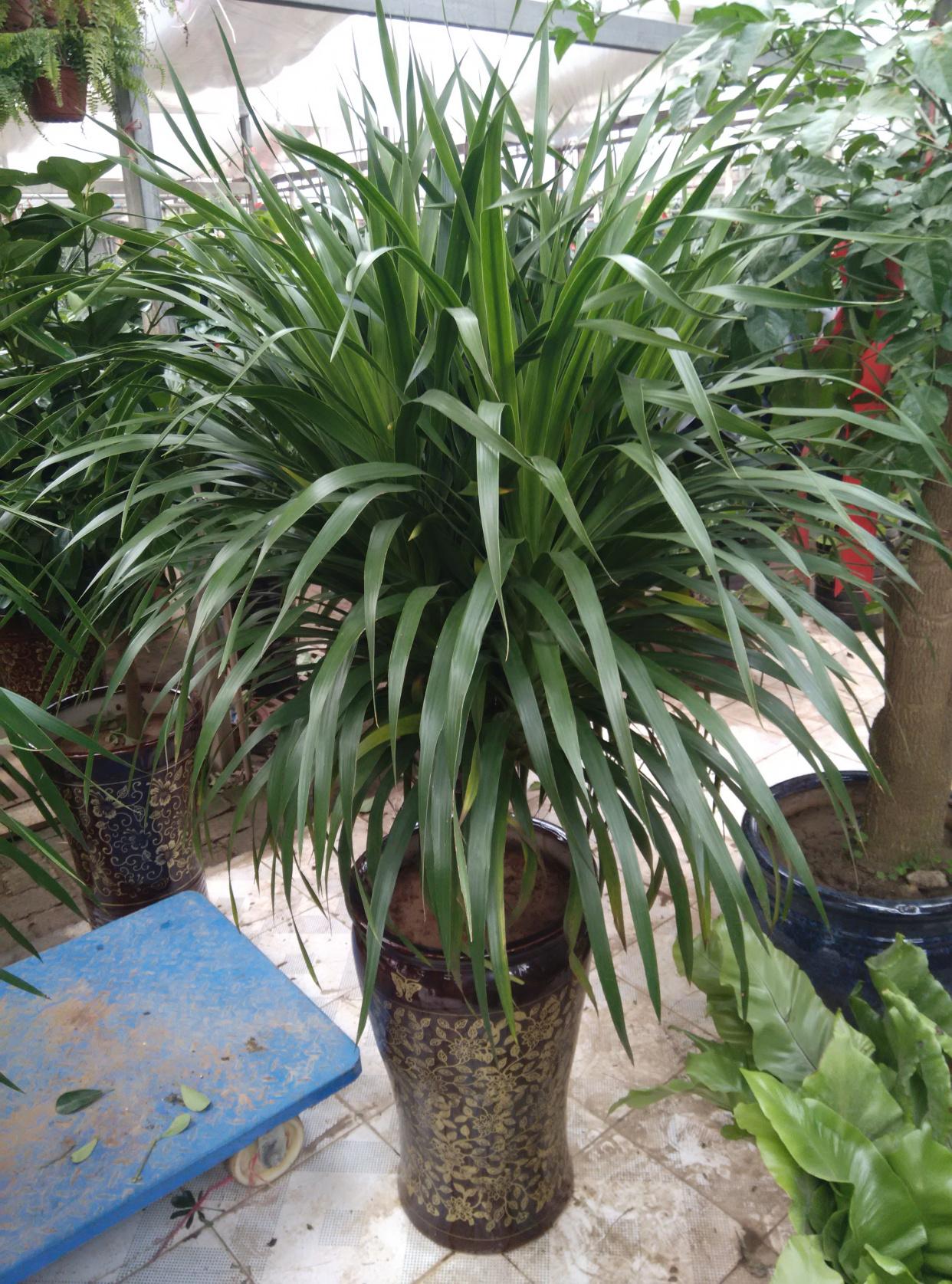 盆栽植物好養室內_家里盆栽養什么植物好_家養的盆栽植物