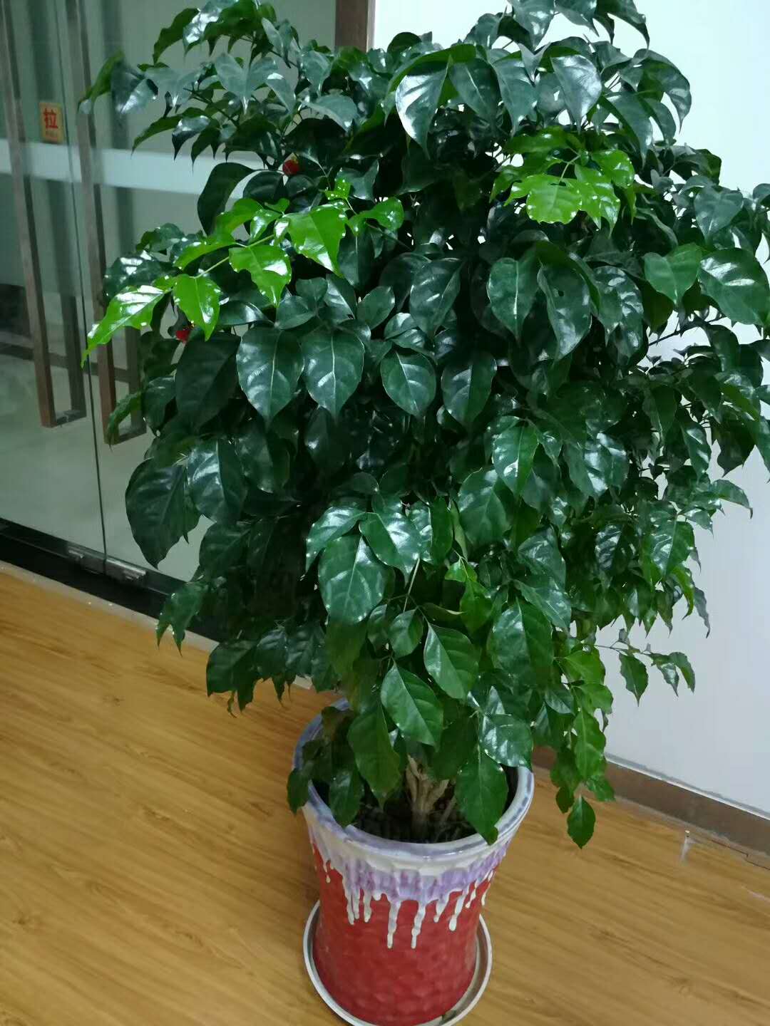 家里盆栽養什么植物好_家養的盆栽植物_盆栽植物好養室內