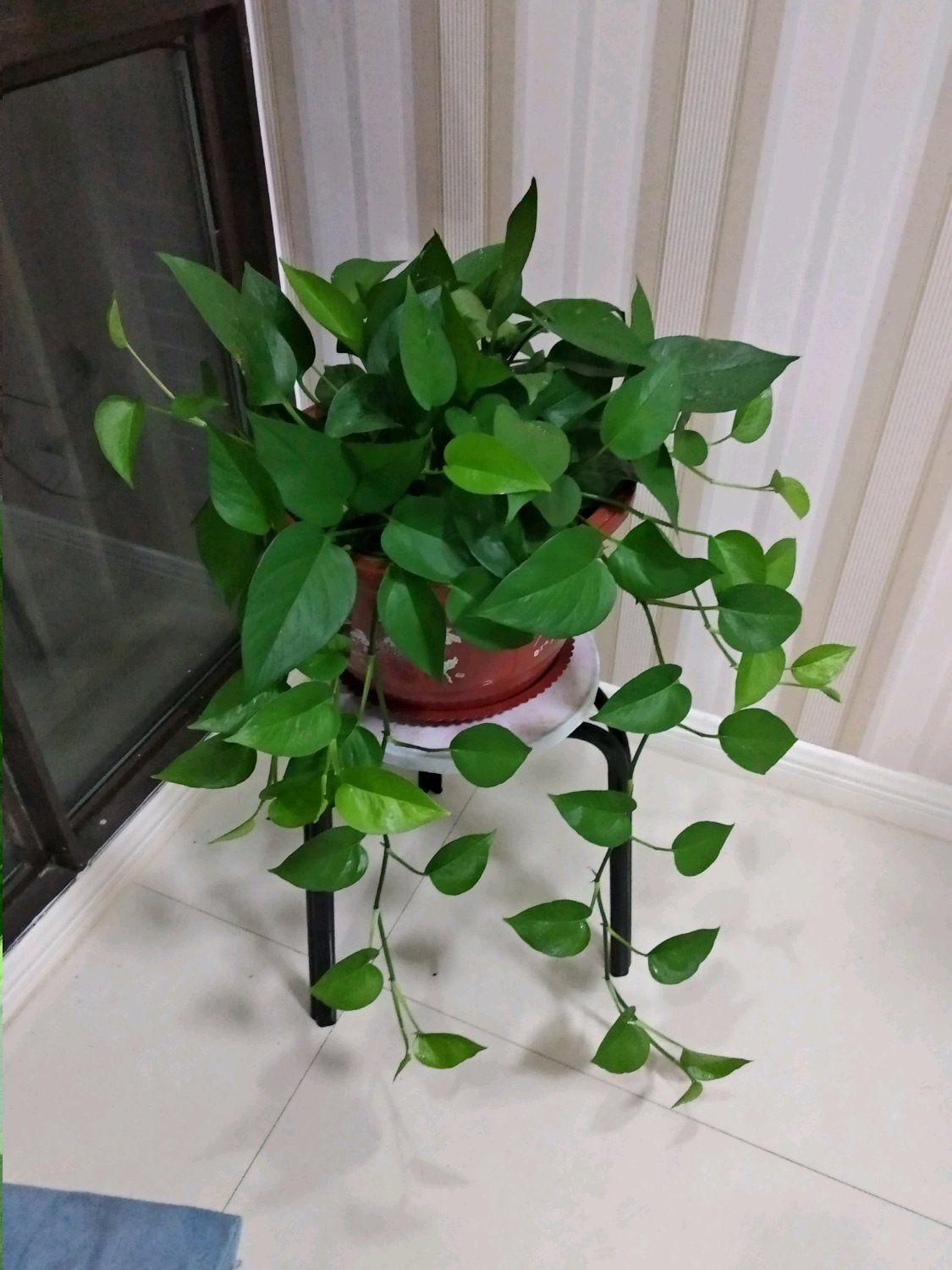 盆栽植物好養室內_家里盆栽養什么植物好_家養的盆栽植物