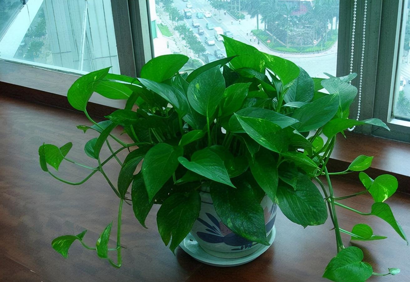 盆栽植物好養室內_家里盆栽養什么植物好_家養的盆栽植物