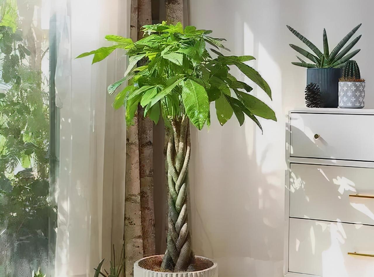 盆栽植物好養室內_家里盆栽養什么植物好_家養的盆栽植物