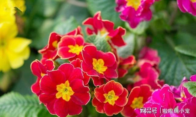 <strong>冬天養什么花好，它就不錯，花朵大花苞多，很漂亮好養活</strong>