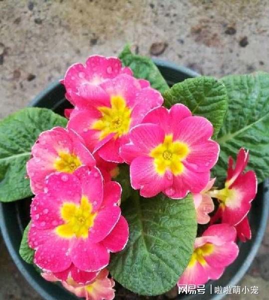 冬天好養(yǎng)活的植物_冬天什么植物好養(yǎng)活_冬天好養(yǎng)活的花卉植物