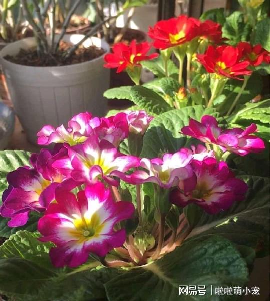 冬天好養(yǎng)活的植物_冬天什么植物好養(yǎng)活_冬天好養(yǎng)活的花卉植物