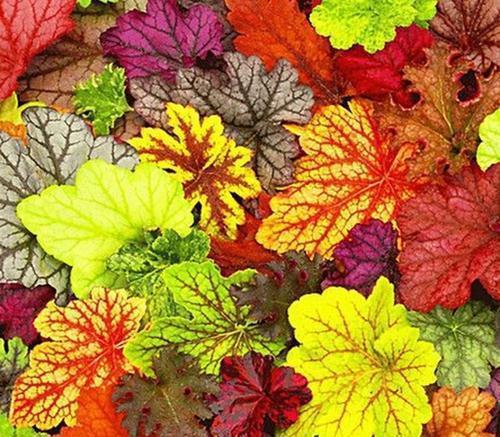 耐陰花期長(zhǎng)_花卉中比較耐陰的花卉是_耐陰的花卉有哪些