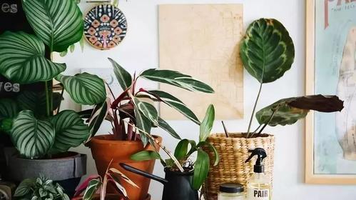 耐陰花期長(zhǎng)_花卉中比較耐陰的花卉是_耐陰的花卉有哪些