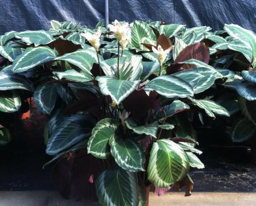 耐陰的花卉有哪些_花卉中比較耐陰的花卉是_耐陰花期長(zhǎng)