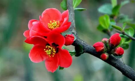 耐寒的室外花卉有哪些,北方耐寒的室外花卉有哪些