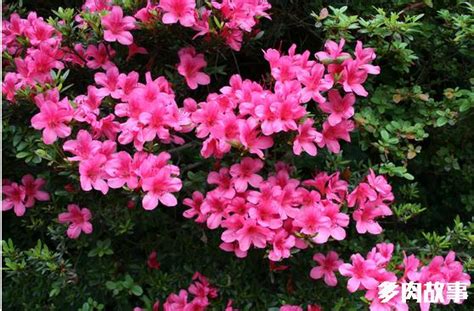 花抗凍嗎_室內花卉耐寒_耐凍耐寒的室外花卉