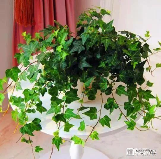 凈化空氣的室內(nèi)植物二手煙_凈化二手煙味的植物_凈化二手煙的室內(nèi)植物