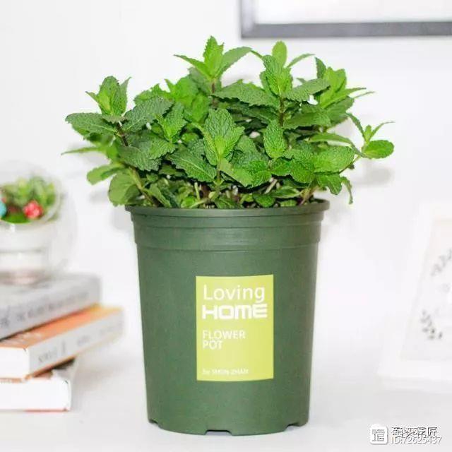 凈化二手煙的室內(nèi)植物_凈化二手煙味的植物_凈化空氣的室內(nèi)植物二手煙